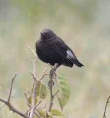 Myrmecocichla aethiops
