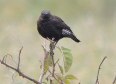 Myrmecocichla aethiops