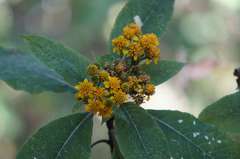 Verbesina oncophora