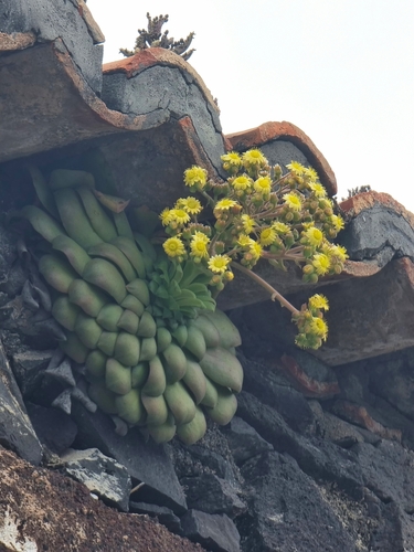Aeonium glandulosum