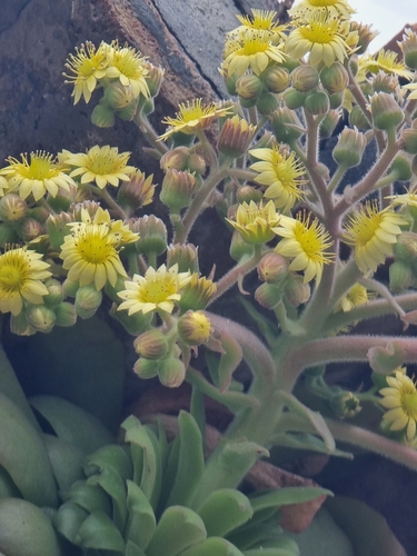 Aeonium glandulosum