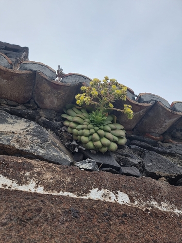 Aeonium glandulosum