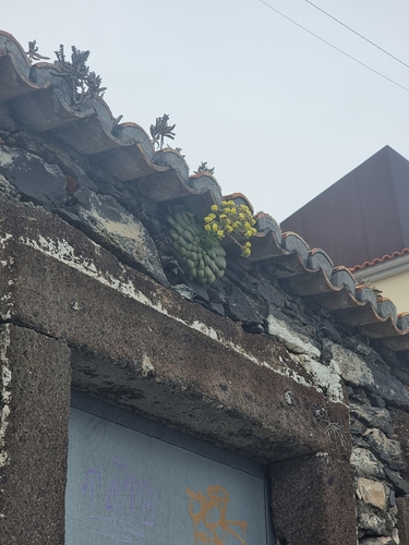 Aeonium glandulosum