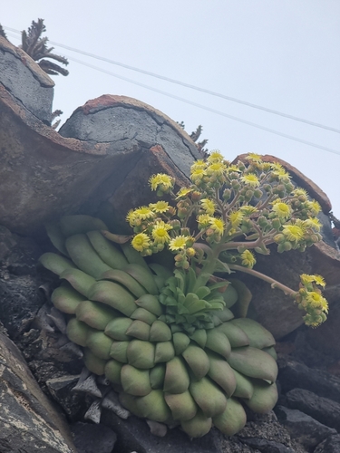 Aeonium glandulosum