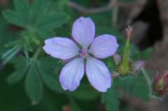 Geranium lilacinum