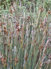 Juncus acutus image