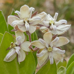 Asclepias humilis