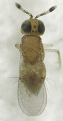 Metaphycus alberti