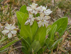 Asclepias humilis