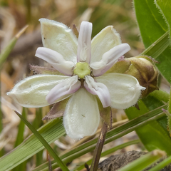 Asclepias humilis