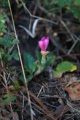 Oenothera deserticola