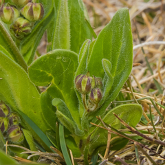 Asclepias humilis