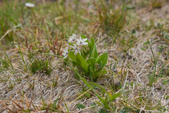 Asclepias humilis