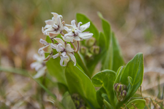 Asclepias humilis