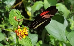 Heliconius besckei