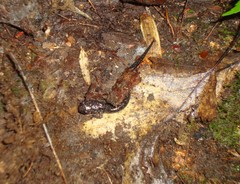 Plethodon teyahalee