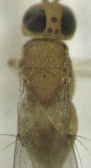 Metaphycus alberti