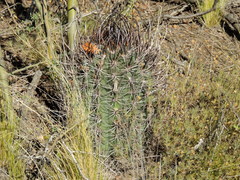 Echinopsis leucantha