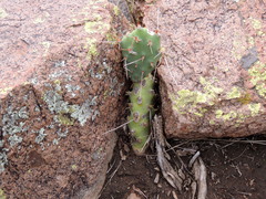 Opuntia penicilligera