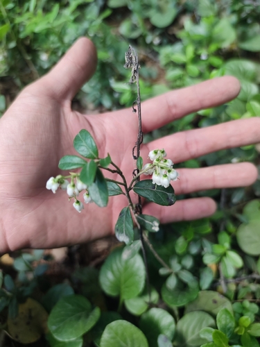 Lingonberry