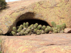 Trichocereus candicans