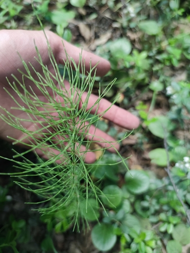 meadow horsetail