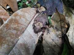 Cando Robber Frog photo 2