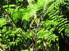 Vachellia allenii