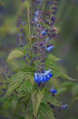 Salvia longispicata