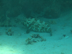 Epinephelus