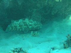 Epinephelus