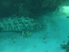 Epinephelus