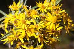 Senecio cinerarioides