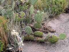 Opuntia penicilligera