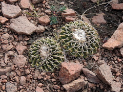 Parodia erinaceus