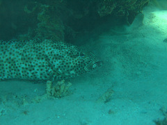 Epinephelus