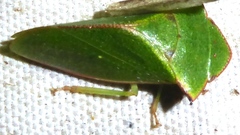 Tituria