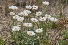 Helichrysum albo-brunneum