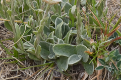 Helichrysum albo-brunneum