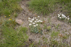 Helichrysum albo-brunneum