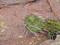 Opuntia penicilligera