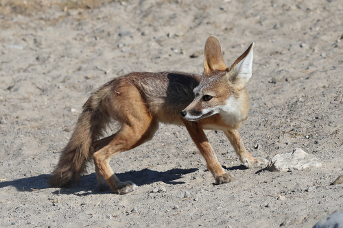 Kit Fox photographed in California