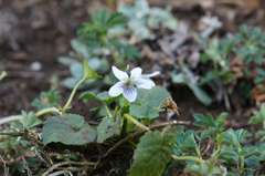 Viola humilis