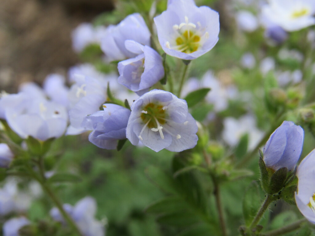 Jacob's-ladder (Polemonium pulcherrimum)