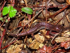 Claw-Toothed Salamander photo 1
