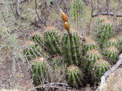 Trichocereus candicans