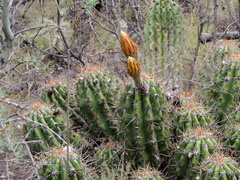 Trichocereus candicans
