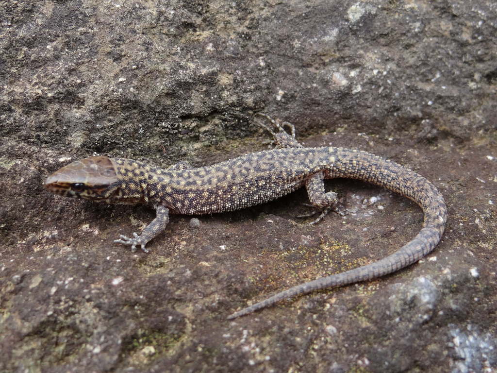 Lowe's Tropical Night Lizard
