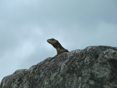 Stenocercus crassicaudatus