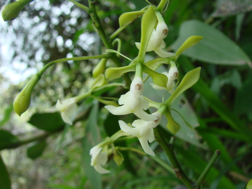 Epidendrum paniculourubambense Hágsater & E.Santiago 4